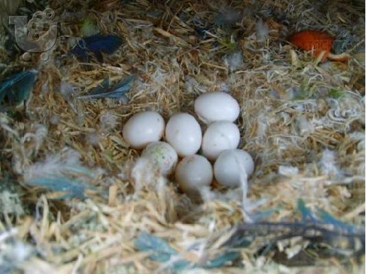 PoulaTo: Γόνιμο αυγά παπαγάλος για πώληση