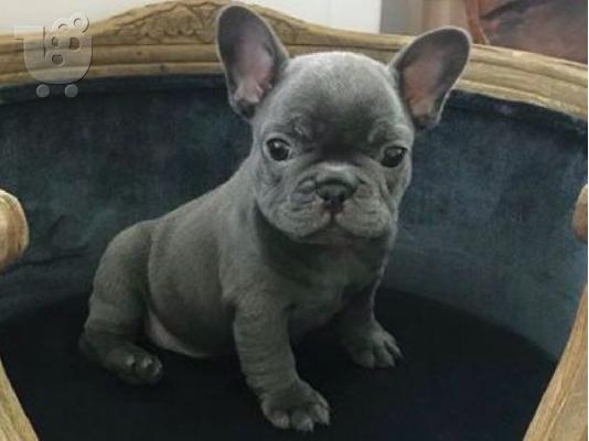 PoulaTo: French bulldog Blue