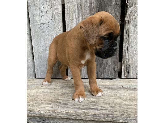 PoulaTo: κουτάβια μπόξερ  / Boxer puppies