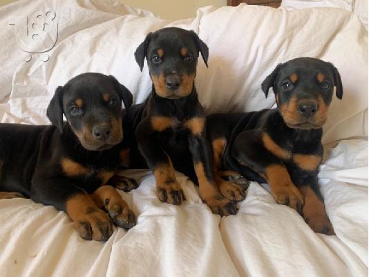 PoulaTo: Εκπληκτικά κουτάβια Dobermann