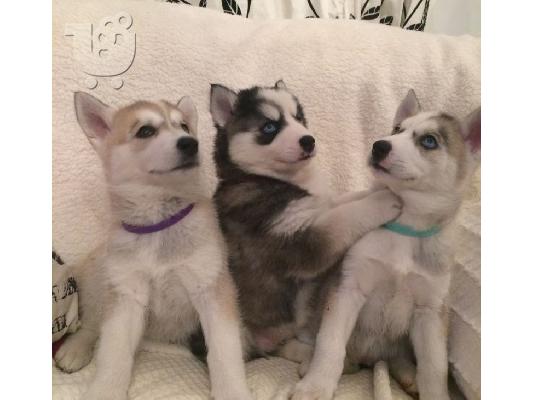 PoulaTo: Σιβηρικό χάσκι  κουτάβια / siberian husky