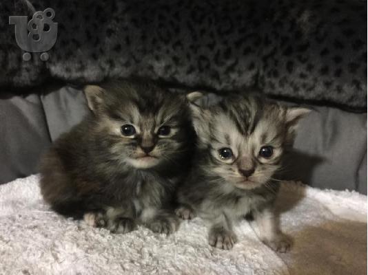 Ποιότητα Maine Coon Kitten