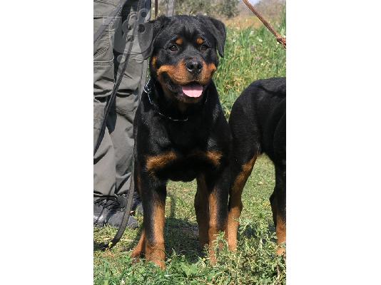 PoulaTo: ROTTWEILER Ροτβάιλερ