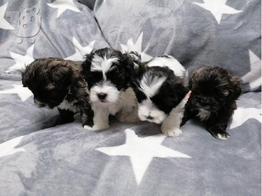 PoulaTo: Lhasa apso κουτάβια