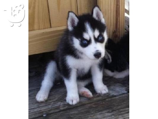 PoulaTo: Siberian Husky κουτάβια Διαθέσιμο