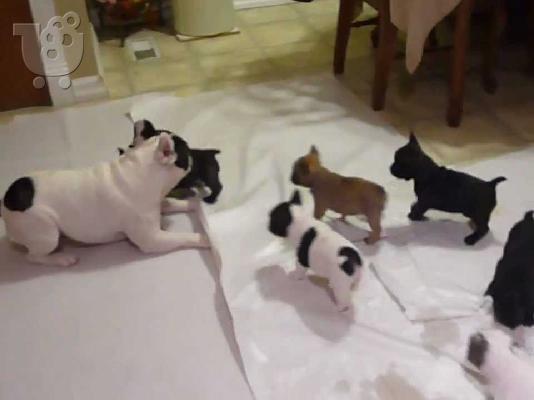 frence bulldog καθαροαιμα και κουταβια Αθηνα-Θεσσαλονικη-Νησια dogsmania.gr...