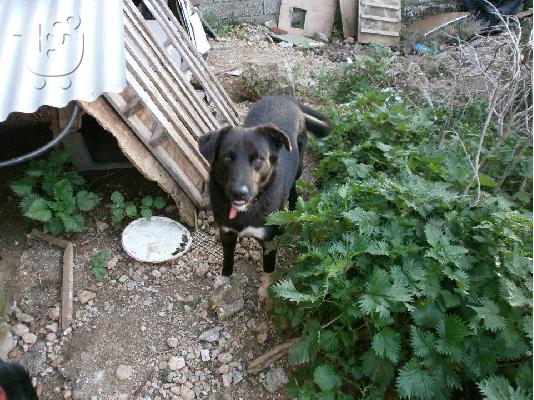 PoulaTo: Σκυλακι χαριζεται