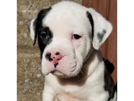 PoulaTo: PITBULL
