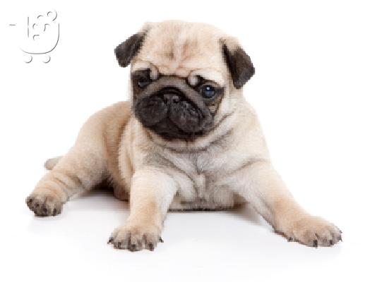PoulaTo: Zhtw na mou xarisoun ka8aroaimo pug!