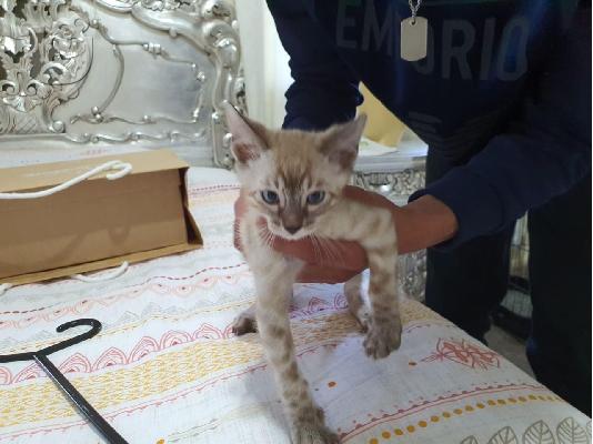 Snow Lynx Bengal One Boy, Two Girls, Ready Now