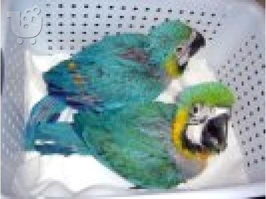 PoulaTo: scarlet παπαγάλος macaw για 200 €