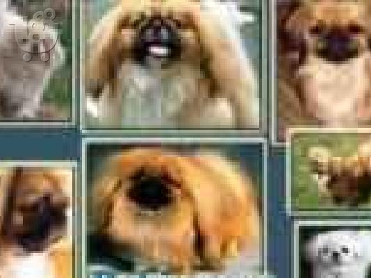 PoulaTo: [PEKINOYA -POMERANIAN (ΠΟΜΕΡΑΝΙΑΝ-ΠΕΚΙΝΟΥΑ)] Πεκινουά