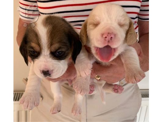 Štenci Beagle dostupni za prodaju kontaktirajte me putem (whatsapp 32460219218) ili (viber...