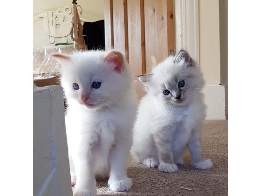 Έχω ένα πανέμορφο μικρό Ragdolls για πώληση.