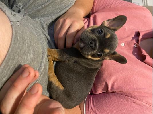 PoulaTo: Κουτάβια AKC FrenchBulldog+34634098453