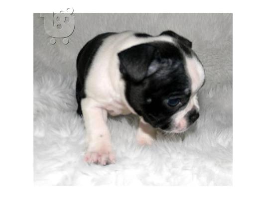 ΚΑΛΑΙΣΘΗΤΟ Boston Terrier κουτάβια για υιοθεσία