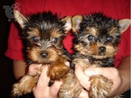 PoulaTo: Φλυτζάνι τσαγιού Yorkshire Terrier κουτάβια