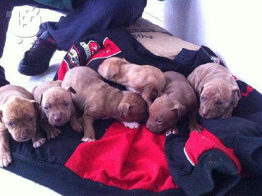 pitbull rednose