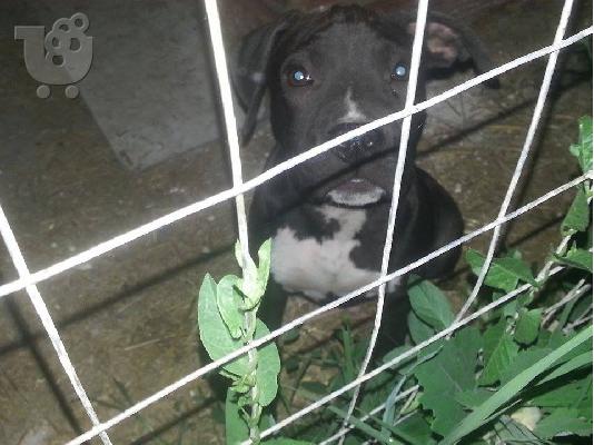American Staffordshire Terrier