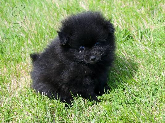 PoulaTo: Κουτάβια Pomeranian