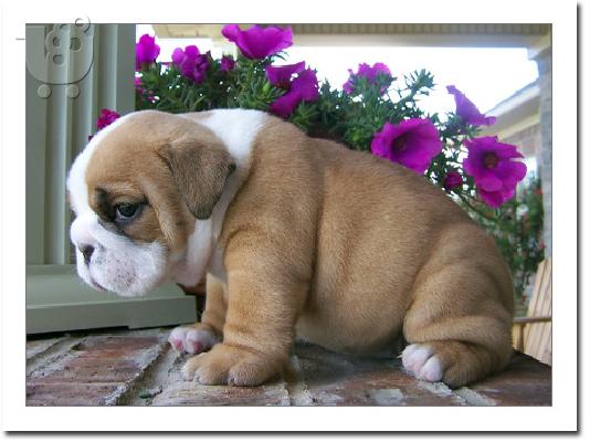 PoulaTo: English Bulldog Puppies for sale