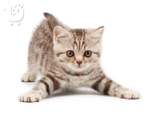 PoulaTo: BENGAL Kittens Διαθέσιμο