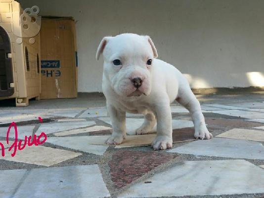 American staffordshire terrier απο τα καλυτερα αιματα 6979314054
