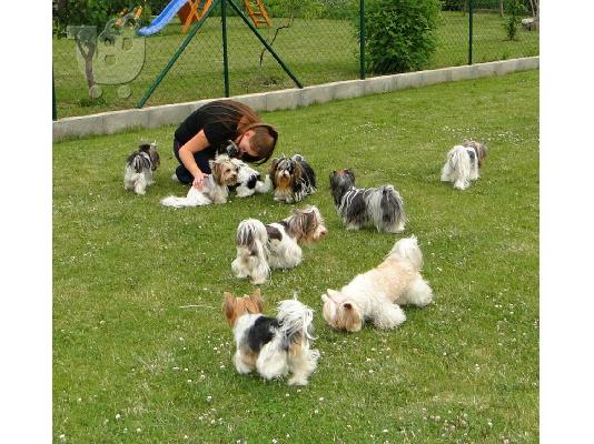 Χαριτωμένο καθαρόαιμο κουτάβι biewer yorkshire terrier