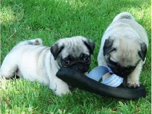 Pug