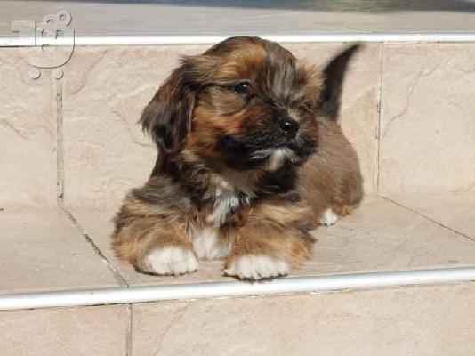 Κουτάβι Havanese bichon
