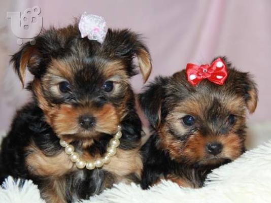 Yorkshire Terrier Super Toy,160€
