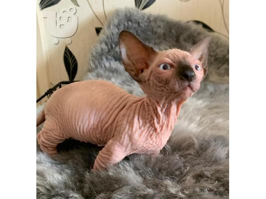 PoulaTo: Διαθέσιμα Sphynx Kittens