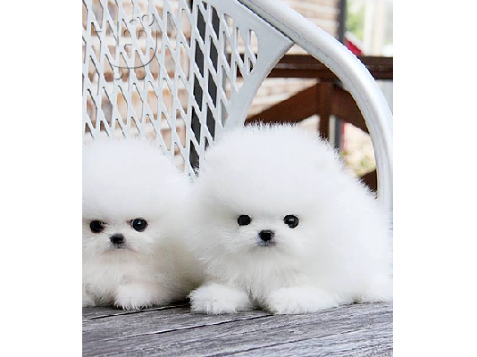 PoulaTo: Pomeranian κουτάβια