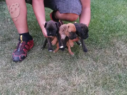 PoulaTo: Boxer