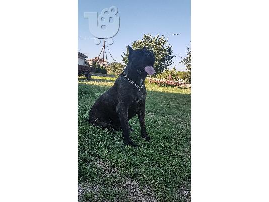 Cane corso/Κανε κορσο