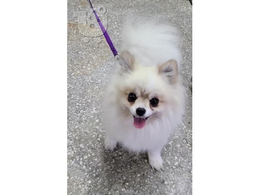 POMERANIAN Mini Θηλυκό