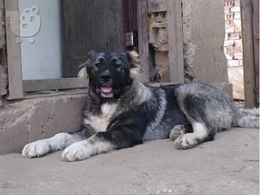 younger sister of world champion-caucasian dog 10 minwn