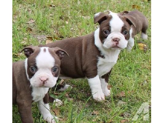 PoulaTo: Σούπερ αξιολάτρευτα κουτάβια Boston Terrier