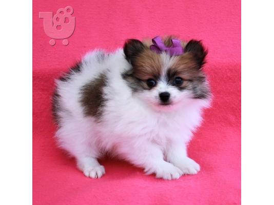 PoulaTo: Spitz puppy mini size bicolor