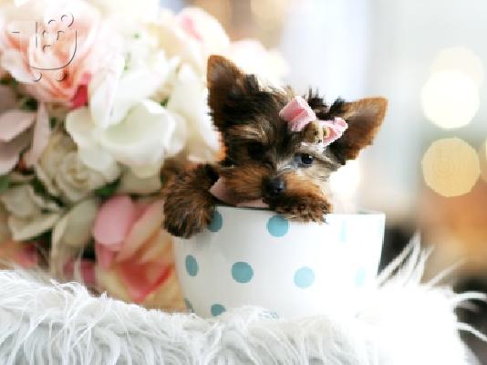 PoulaTo: Κουτάβι Yorkshire Terrier