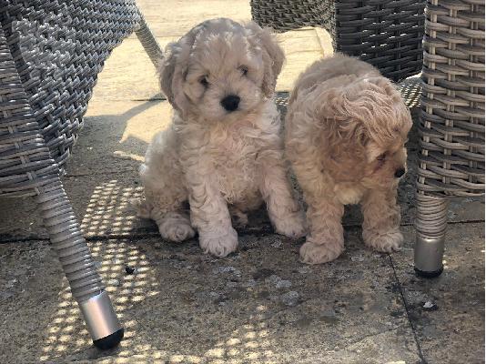 PoulaTo: Cocker spaniel puppy for sale