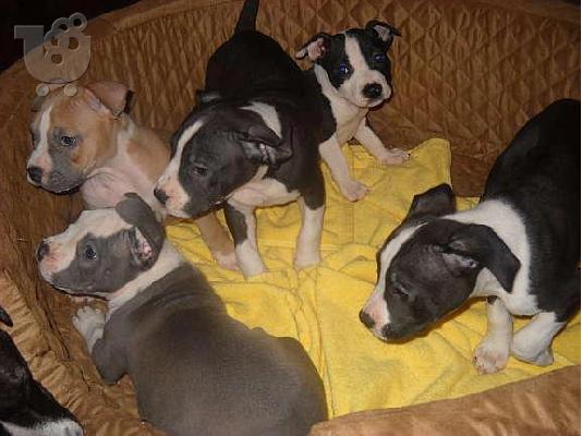 American Staffordshire Terrier - Τεριέ