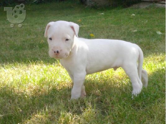 DOGO ARGENTINO