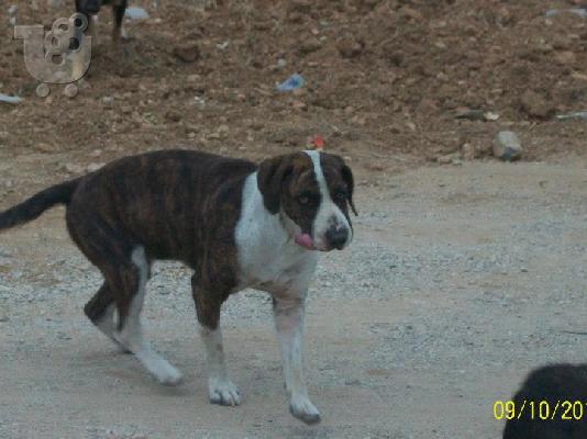 ΗΜΙΑΙΜΟ BULL TERRIER ΠΡΟΣ ΥΙΟΘΕΣΙΑ,ΑΡ ΠΡΩΤ 4247/02