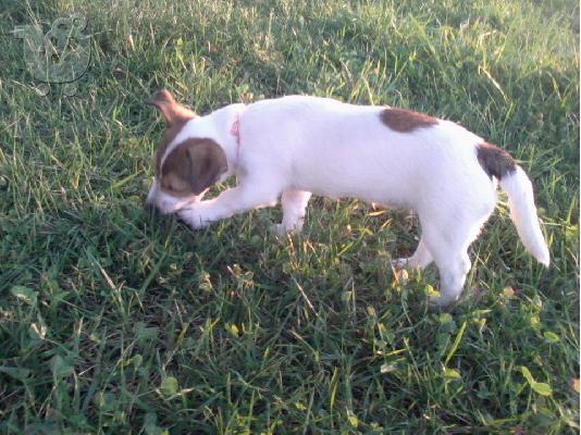 Jack Russell Terrier