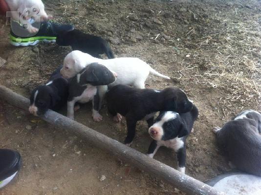 PoulaTo: pwlountai koutavia pitbull