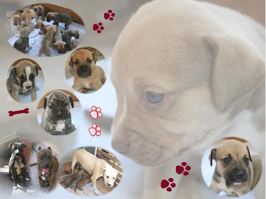 PoulaTo: ΠΩΛΟΥΝΤΑΙ ΓΝΗΣΙΑ PIT BULL