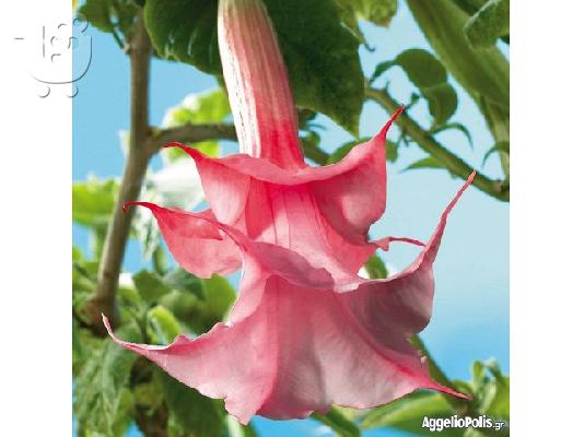 50 Σποροι Ροζ Datura