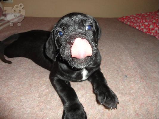 cane corso