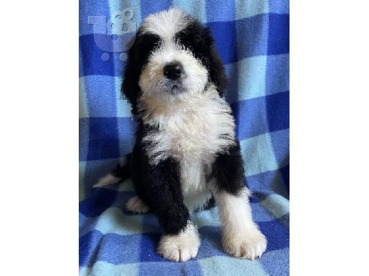 PoulaTo: Bernedoodle puppies